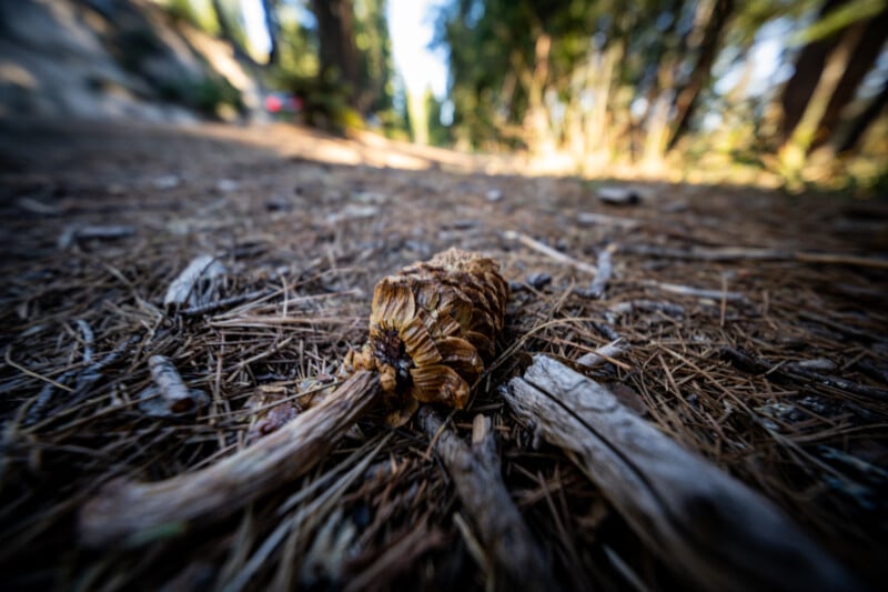 A close-up of a pine cone lying on a forest floor covered with pine needles and small twigs. The background is blurred, showing tall trees and dappled sunlight filtering through the branches.