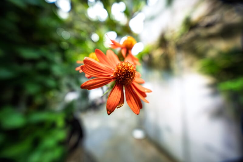 Close-up of vibrant orange flowers with petals radiating from a central disc against a blurred green and white background. The focus is on the foreground flower, creating a soft, dreamy effect.