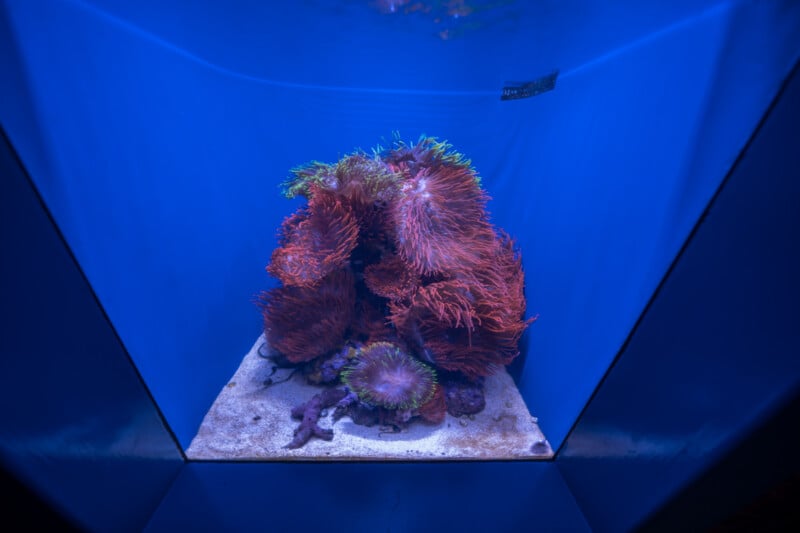 A vibrant coral reef in a clear tank, lit with blue lighting. The coral is a mix of red and green hues, resting on sandy substrate. The tank is viewed from an angled perspective.