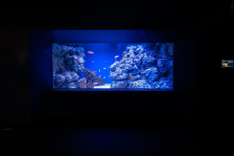 A large, illuminated aquarium filled with rocks and various fish, including a prominent orange one, surrounded by blue lighting. The tank is embedded within a dark wall, highlighting the vibrant colors inside.