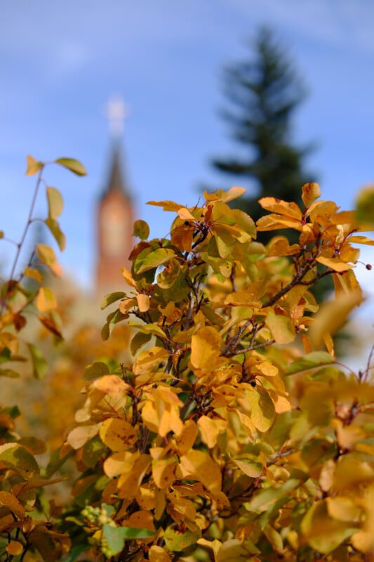 Nahaufnahme leuchtend gelb-oranger Herbstblätter mit verschwommenem Hintergrund mit einem Kirchturm und einem hohen immergrünen Baum unter einem klaren blauen Himmel.