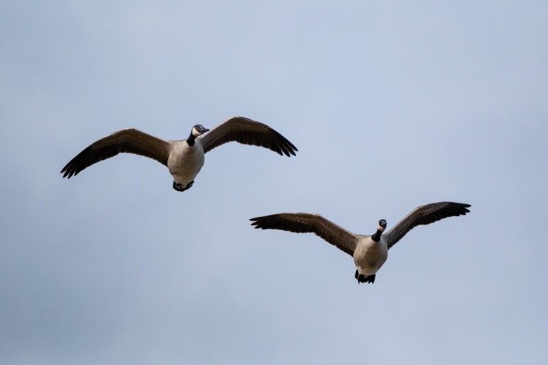 Two Canada geese flying in the sky, seen from below. Their wings are fully extended as they soar against a backdrop of pale blue sky. The image captures the symmetry and grace of the birds in flight.