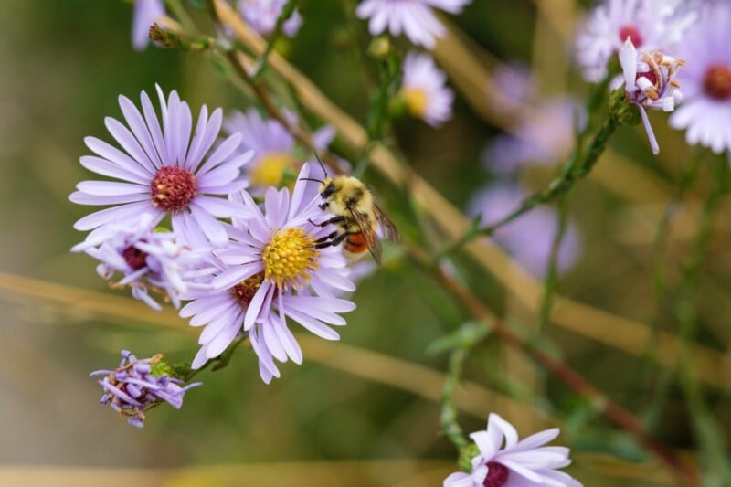 A bee collecting nectar from a cluster of purple and yellow flowers, surrounded by blurred green foliage in the background.