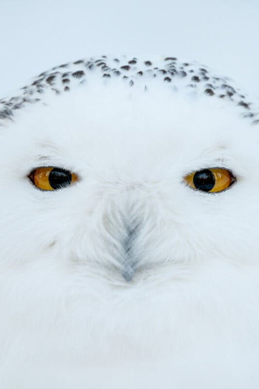 Close-up of a white snowy owl with striking yellow eyes and black speckles on its head against a light blue background.