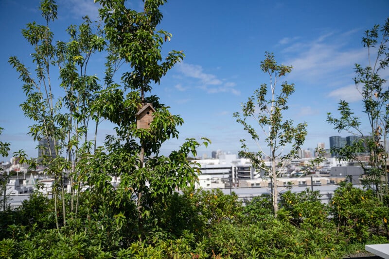 A lush rooftop garden with various trees and shrubs under a clear blue sky. A small birdhouse is nestled among the branches. In the background, there are city buildings and a broad skyline.