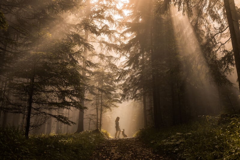 A person walks a dog on a path through a sun-dappled forest. Sunlight streams through the tall trees, creating a serene and ethereal atmosphere. The ground is covered with leaves and greenery.