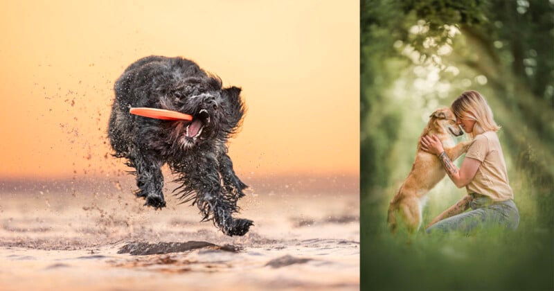 On the left, a black dog leaps in water with a frisbee against an orange sky. On the right, a woman kneels in grass, gently touching heads with a golden dog in a sunlit, green setting.