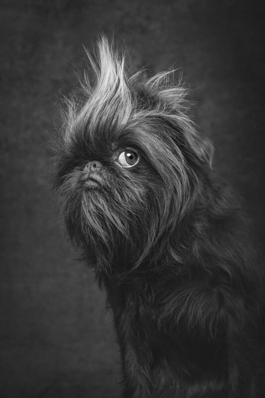 A black and white photo of a dog with long, fluffy fur that stands up on its head, giving it a mohawk-like appearance. The dog gazes upward with a curious expression against a plain dark background.