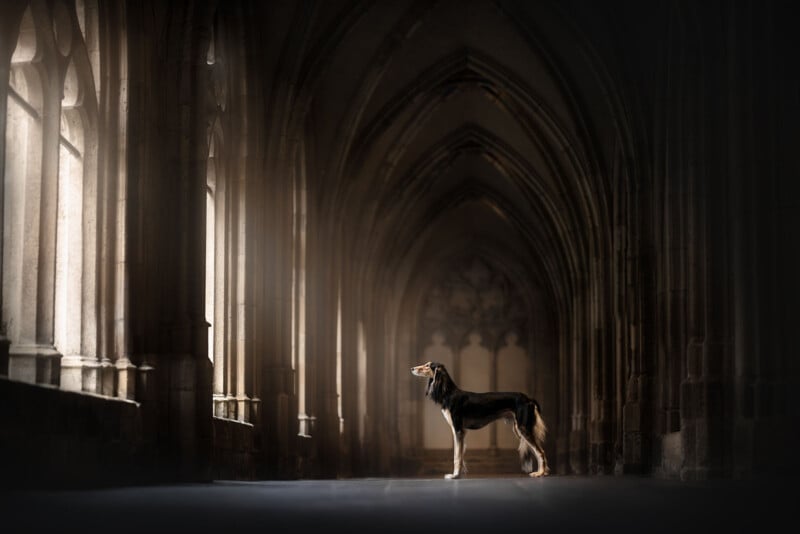 A tall dog stands in profile in a dimly lit, gothic-style corridor with arched windows casting soft, ambient light on the stone walls and floor. The scene evokes a sense of mystery and solitude.