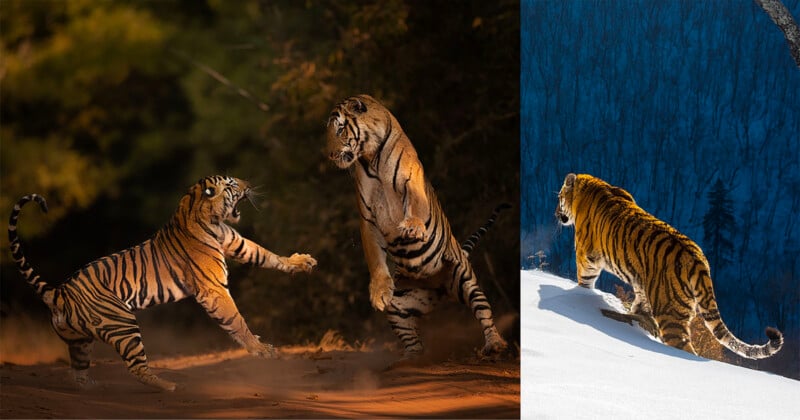 The image shows two tigers on the left engaged in an aggressive pose, surrounded by a dark, wooded background. On the right, a single tiger walks through snow, with a blue forest backdrop in the distance.