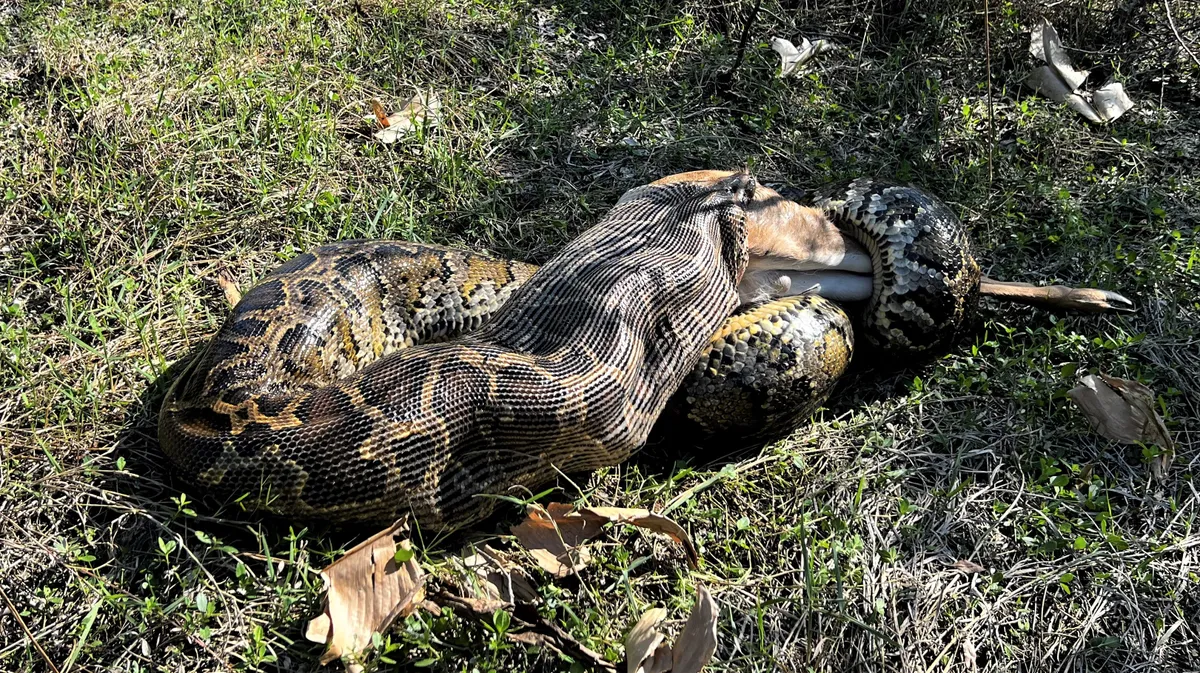 A large snake is coiled on grassy ground, its mouth open wide as it consumes another animal. The snake's intricate scale pattern is visible, and a few dried leaves are scattered around.