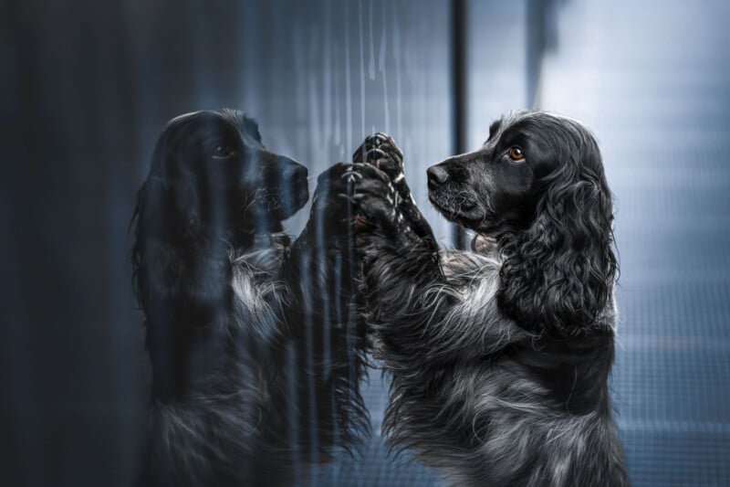 A black and grey dog with long, wavy fur looks at its reflection in a shiny surface. The dog appears to be standing on its hind legs, placing its front paws on the surface. The background is a blurred, dimly lit room.