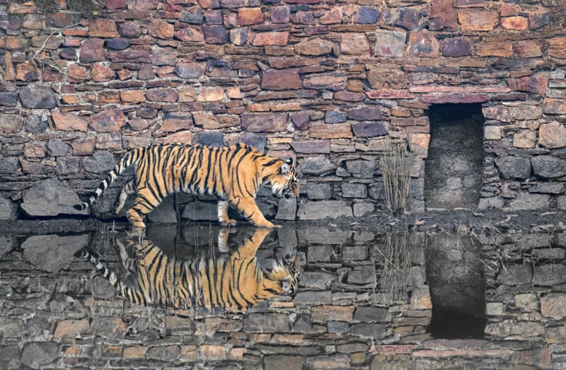 A tiger walks alongside a water-filled moat, its reflection visible in the water. The background features a rustic stone wall with varying shades of brown and a small, dark alcove.