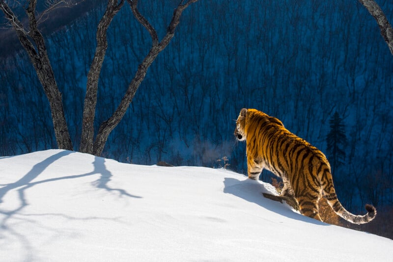 A tiger walks through a snowy landscape with bare trees in the background. The sun casts long shadows on the snow, highlighting the tiger's stripes.