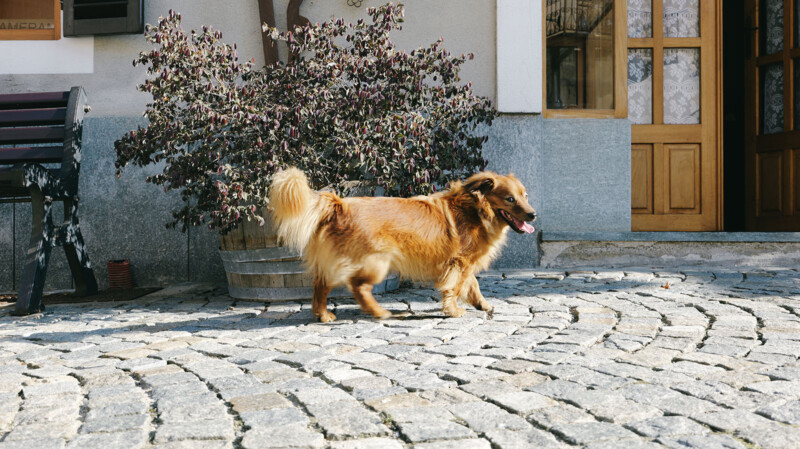 A fluffy brown dog walks on a cobblestone path in front of a building. There's a potted plant to the left, a wooden bench partially visible on the far left, and the building has a wooden door and a window.