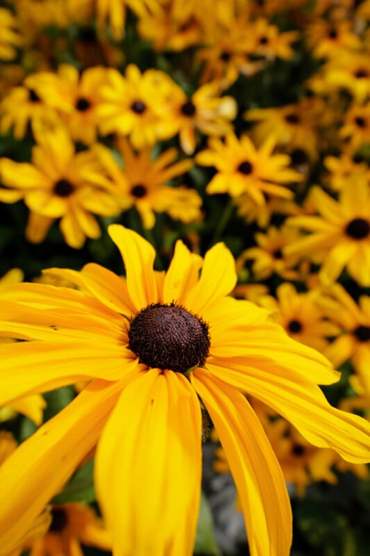 A close-up of a vibrant yellow daisy with a dark brown center, surrounded by a field of similar flowers in the background, all in bright sunlight.