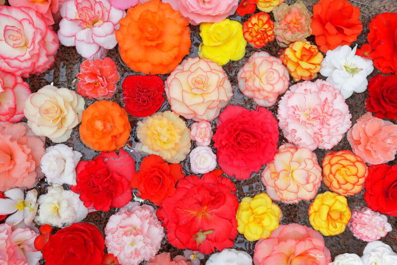 A variety of colorful flowers, including roses and begonias, float on the surface of water. The flowers display vibrant shades of red, pink, orange, yellow, and white, creating a visually striking and harmonious arrangement.