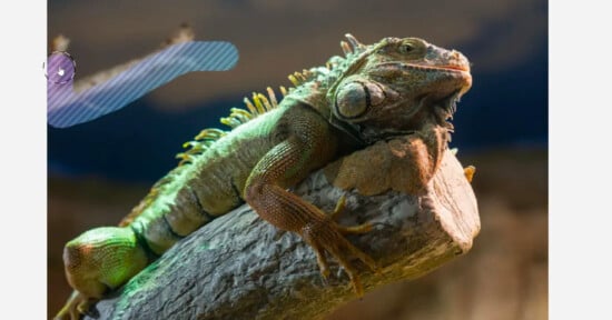 A green iguana with spiny scales along its back is perched on a rough tree branch. The background is a blurred natural setting, enhancing the iguana's textured skin and vibrant colors. A subtle blue streak is visible to the side.