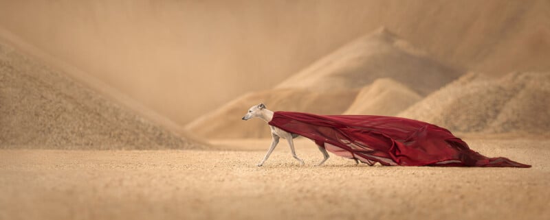 A greyhound wearing a flowing red cape walks gracefully across a sandy terrain. The background consists of smooth, beige hills, creating a serene and mystical atmosphere.