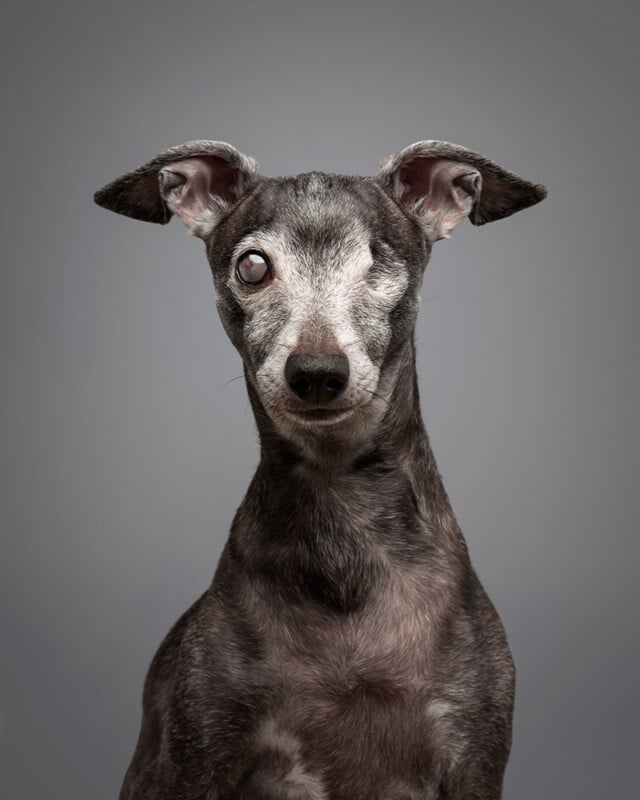 A portrait of a one-eyed dog with a gray and black coat, standing against a plain gray background. The dog has floppy ears and is looking directly at the camera.