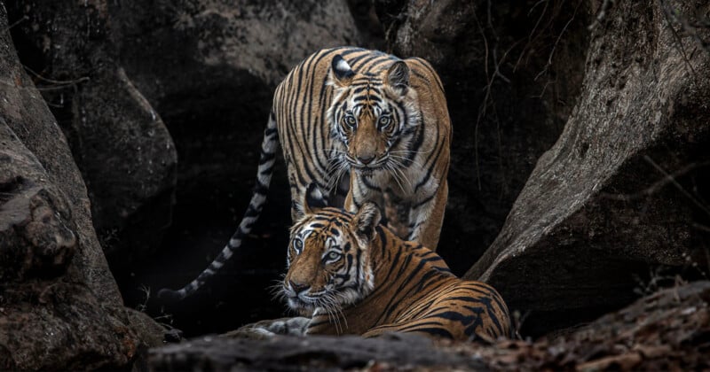 Two Bengal tigers in a rocky, forested area. One tiger stands alertly, while the other lies on the ground, both surrounded by dark rocks and foliage. Their striped fur contrasts with the background, highlighting their majestic presence.