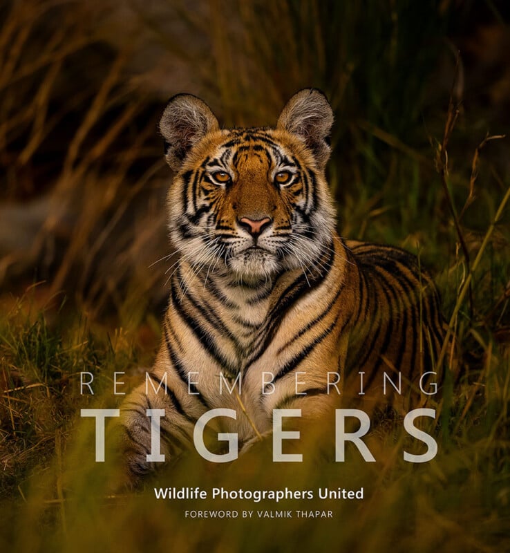 Close-up of a tiger in tall grass, with text overlay saying "Remembering Tigers." The image has a warm, natural color palette, capturing the tiger’s intense gaze.