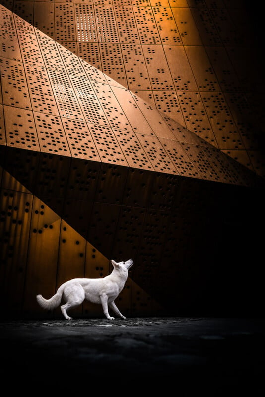 A white dog stands against a dramatic backdrop of dark, textured, geometric panels. The panels are illuminated by focused lighting, casting shadows and creating an artistic, futuristic atmosphere.