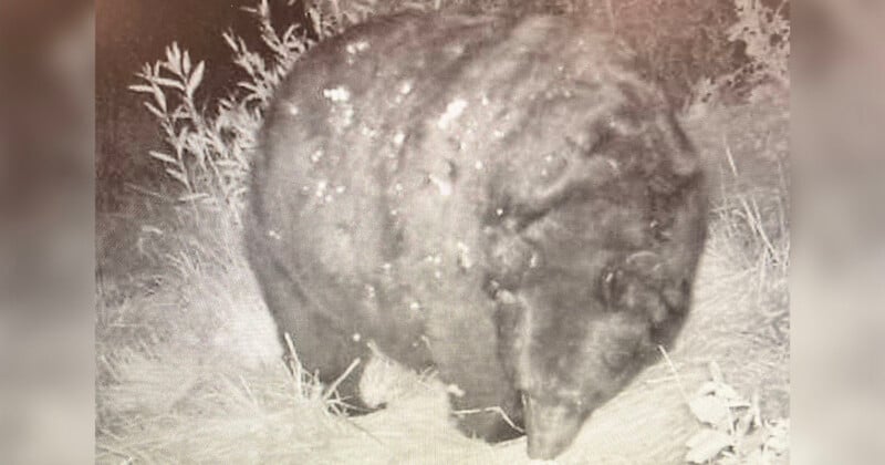 A black bear with mange is caught on a wildlife camera at night, standing near some grass and bushes. The bear's fur appears patchy and rough, likely due to the skin condition.