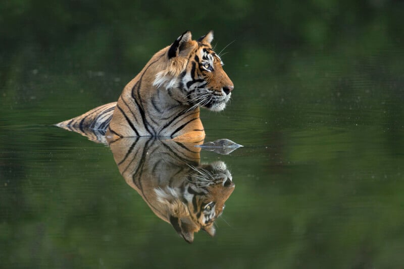 A tiger partially submerged in water, with its reflection clearly visible on the surface. The background is a blurred green, indicating a natural environment. The tiger gazes to the right, appearing calm and serene.