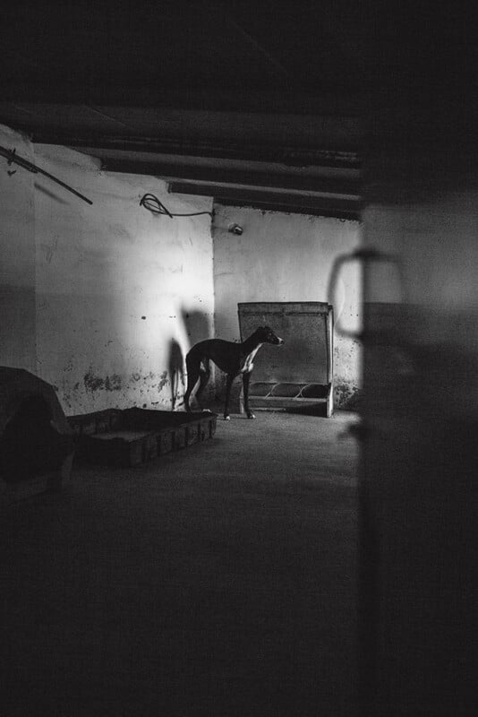 A black and white image of a dog standing in a dimly lit room, with shadows cast on the wall. The room appears empty except for some wooden structures on the floor. The atmosphere is mysterious and somber.