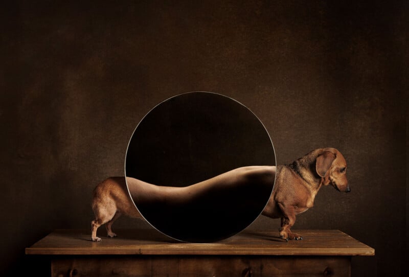 A dachshund stands on a wooden table with a round mirror placed sideways, creating an optical illusion where its body appears elongated and distorted in the reflection. The background is dark and textured.