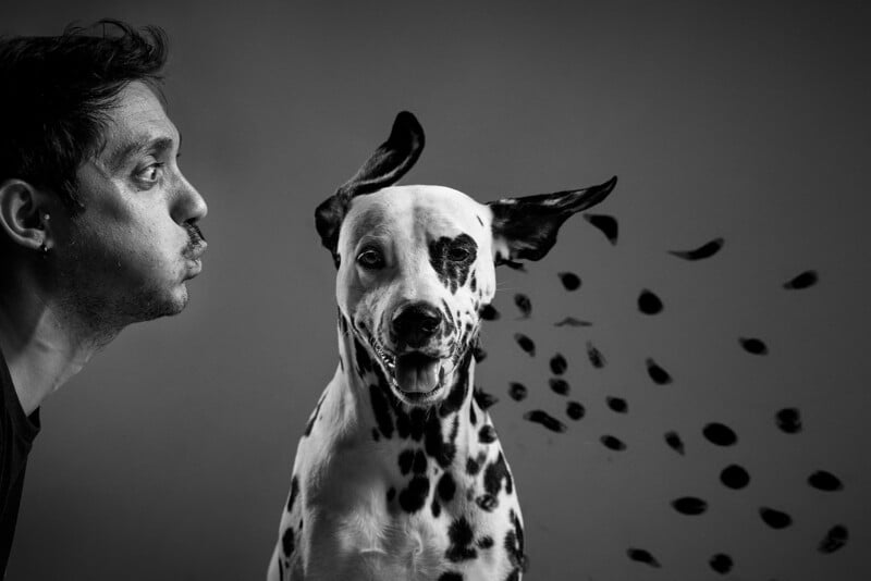 A black and white photo of a person blowing air towards a Dalmatian dog. The dog's spots appear to be flying off, creating an illusion of motion. The background is plain, emphasizing the playful interaction.