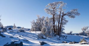 A snow-covered landscape with frost-covered trees under a clear blue sky. The sun casts long shadows on the snow, and scattered rocks are visible. The scene conveys a cold, serene winter atmosphere.