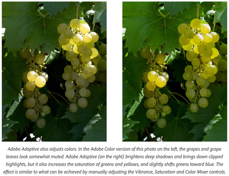 Two images of grape clusters on vines with green leaves. The left image is slightly muted, while the right one appears brighter with enhanced colors, highlighting greens and yellows. The text below explains the color adjustments.