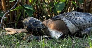 A large snake consuming a deer is seen in this image. The snake has its mouth around the deer's body, which is partially swallowed. Tall grass and plants are visible in the background.