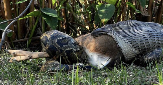 A large snake consuming a deer is seen in this image. The snake has its mouth around the deer's body, which is partially swallowed. Tall grass and plants are visible in the background.