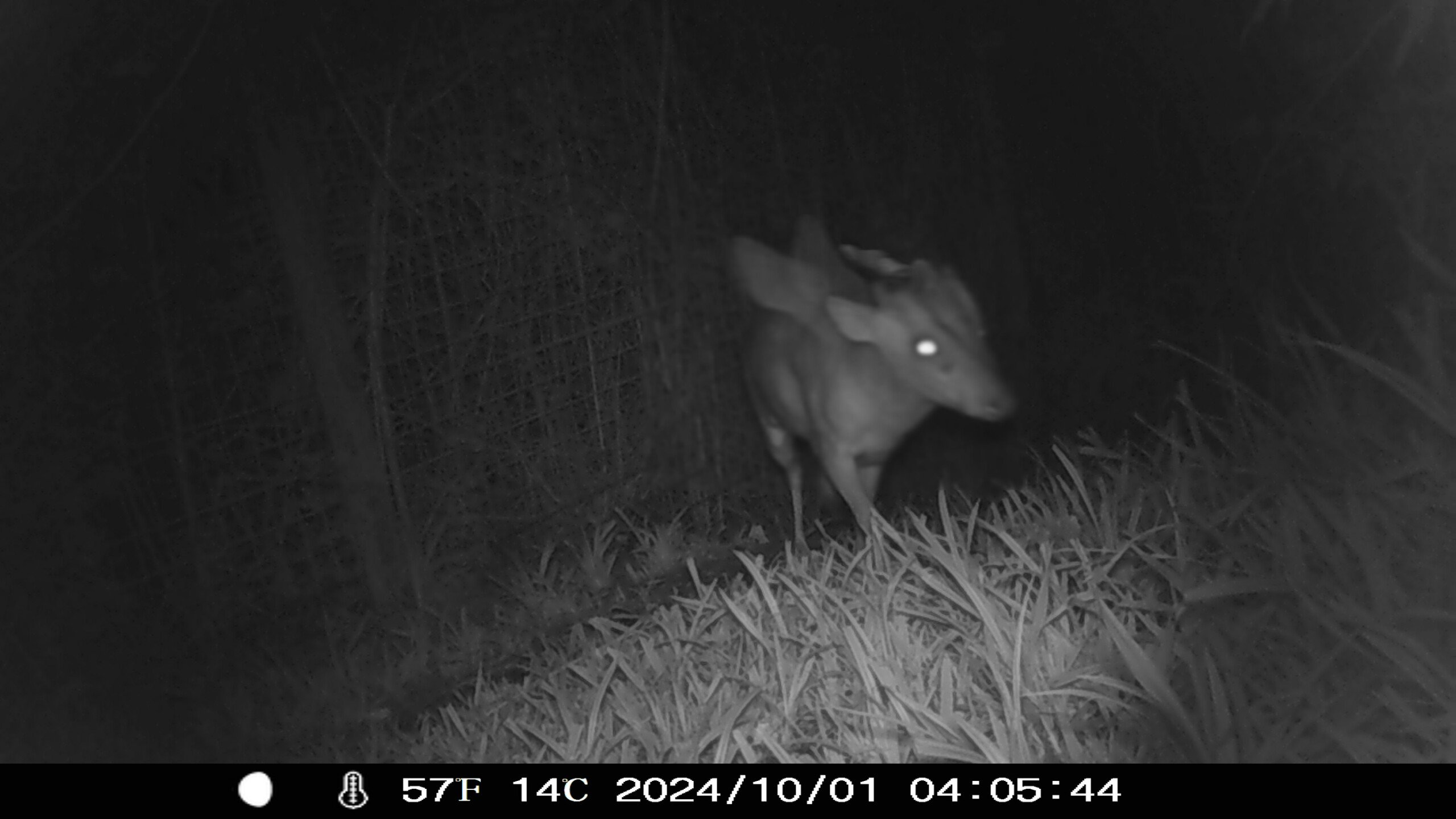 A night-vision trail camera image shows a deer with glowing eyes walking through tall grass in a dark, wooded area. The timestamp reads 2024/10/01 04:05:44, with a temperature of 57°F (14°C).