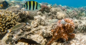 Underwater scene showcasing a vibrant coral reef, with a variety of fish swimming among the corals. A colorful sergeant major fish, a spotted fish, and an octopus are visible amidst the rich marine life and clear blue water.