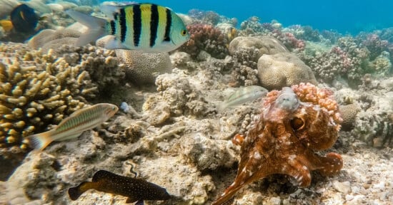 Underwater scene showcasing a vibrant coral reef, with a variety of fish swimming among the corals. A colorful sergeant major fish, a spotted fish, and an octopus are visible amidst the rich marine life and clear blue water.