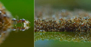 Close-up of two images showing ants on water. The left image focuses on a single ant reflecting on the surface, while the right image displays a dense mass of ants, some submerged, demonstrating social behavior and teamwork.