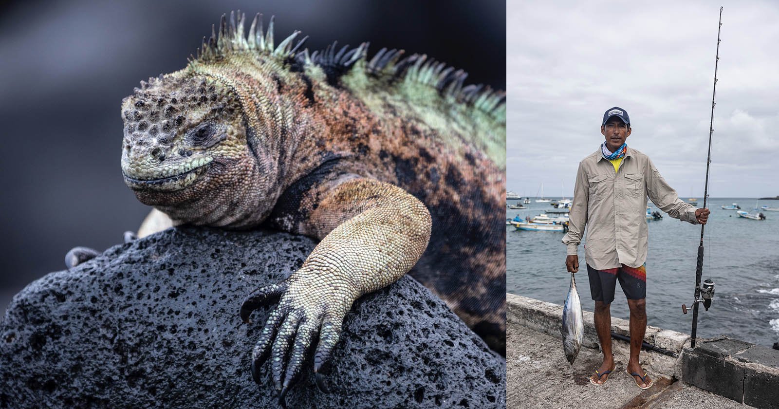 Echoes of Life: Stories of Galapagos