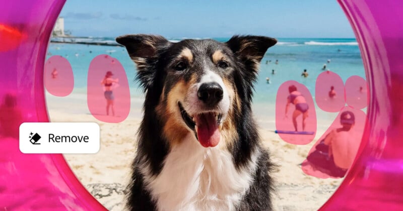 A happy dog with a long snout and floppy ears sits at the beach, framed by a pink circular object. In the background, people are enjoying the sea and sand on a sunny day.