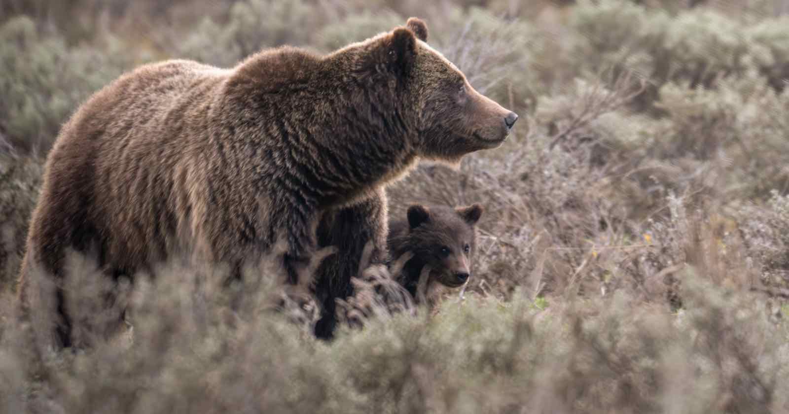 “Most photographed bear in the world” Grizzly 399 killed in car accident