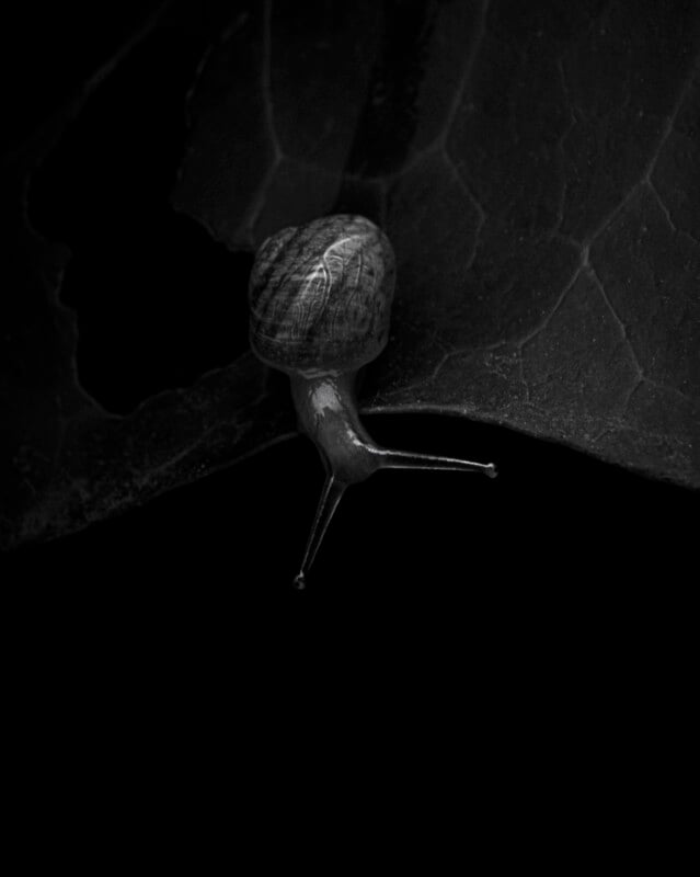 A black and white image of a snail with a spiral shell crawling on a leaf, its two long antennae extended forward, against a dark, blurred background.