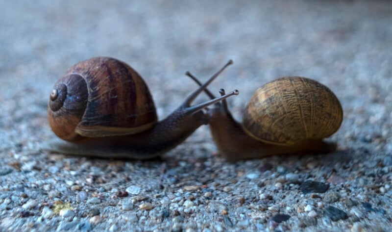 Two snails with brown spiral shells are side by side on a textured, gravelly surface. One snail's shell is darker with distinct stripes, while the other's is lighter with a smoother pattern. They appear to be moving in opposite directions.