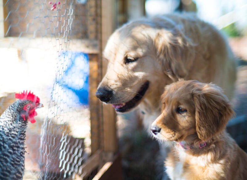 A golden retriever and a golden retriever puppy attentively watch a chicken through a wire fence. The adult dog appears curious, while the puppy looks intrigued. Sunlight filters through the area, creating a warm and inviting scene.