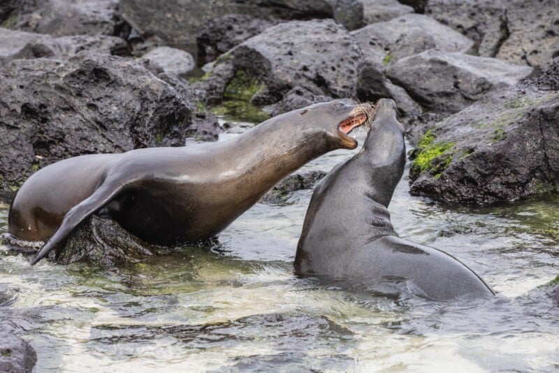 Two sea lions interact playfully in shallow water surrounded by dark, rocky terrain. One has its mouth open as if nipping or play-biting the other, set against a natural coastal background.