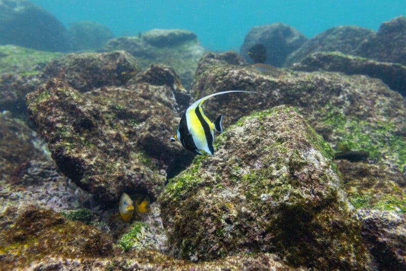 A colorful fish with black, white, and yellow stripes swims near moss-covered rocks in a clear blue underwater scene. Another smaller fish is partially visible among the rocks.