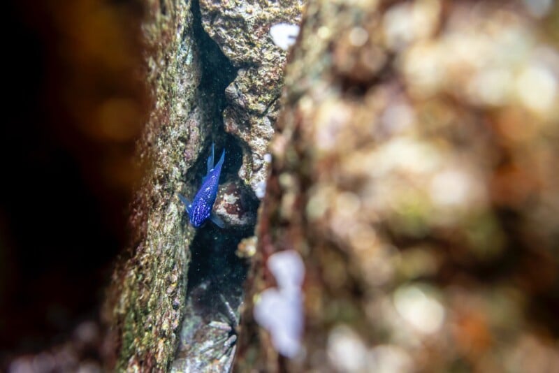 A small, vibrant blue fish with white spots swims between rocky crevices underwater. The surrounding rocks are textured and blurred, creating a natural underwater scene.