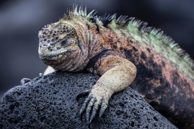 A marine iguana with a rough, speckled skin rests on a dark, porous volcanic rock. Its sharp claws grip the surface, while its spiky scales run along its back. The iguana's eyes are half-closed, giving it a relaxed appearance.